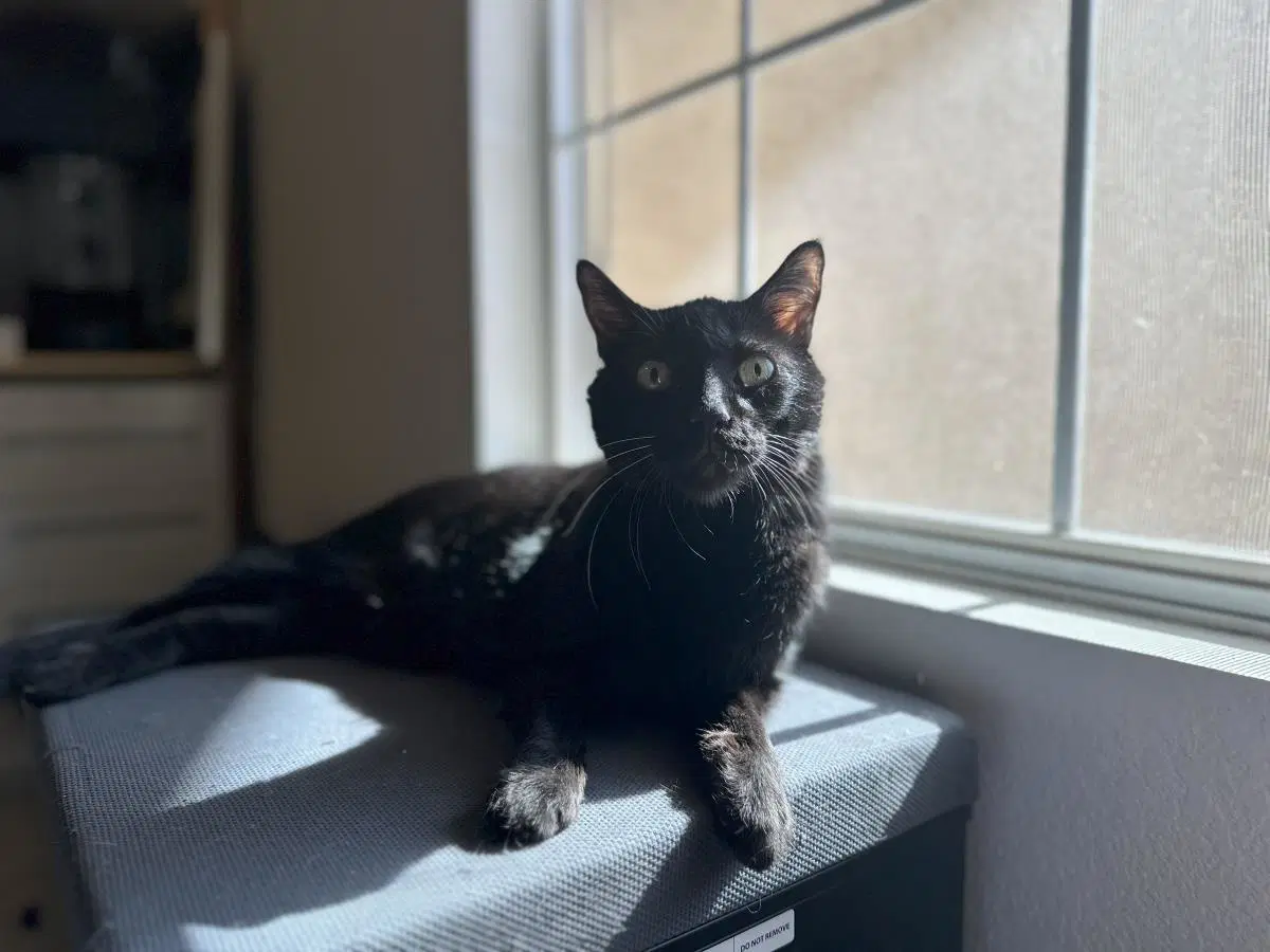 Professor Fuzzbottom - Domestic Short Hair