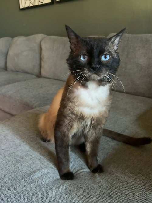 Graham Cracker, an adoptable Domestic Short Hair in Chandler, AZ