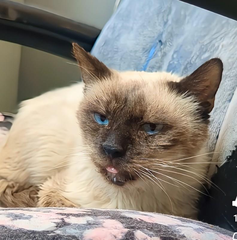 Photo of Prince Of Purringham