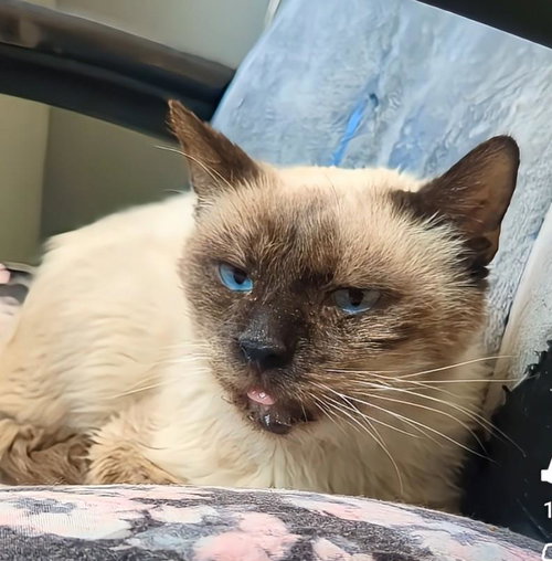 Prince Of Purringham, Adult Domestic Short Hair / Siamese / Mixed, cat for adoption in Apache Junction, Arizona