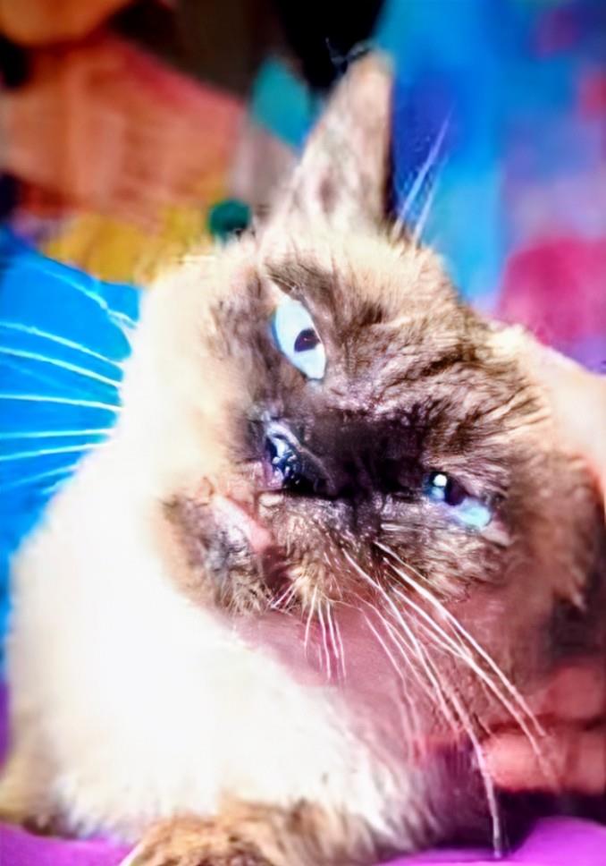Photo of Prince Of Purringham