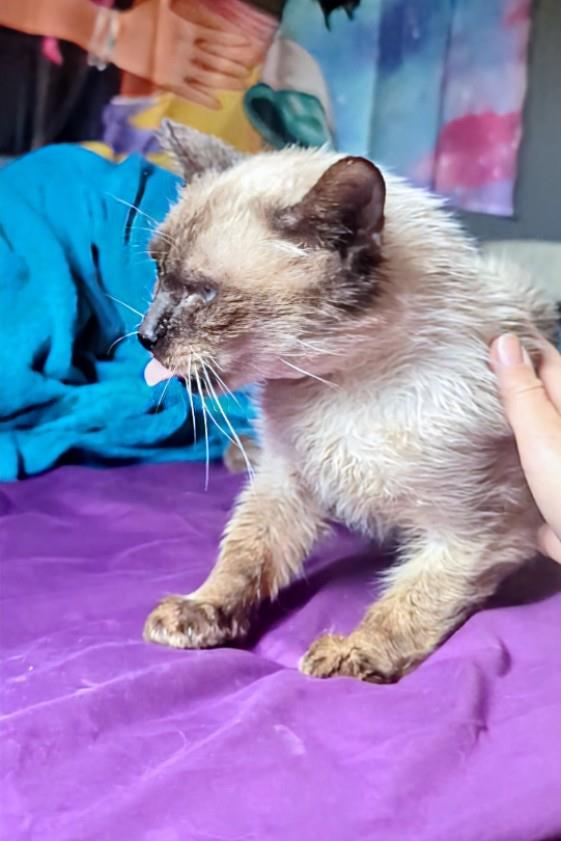 Photo of Prince Of Purringham