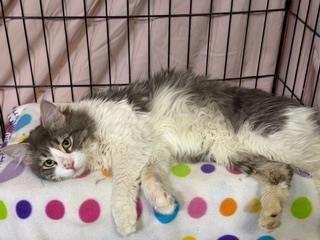 Larry Love Heart, an adoptable Domestic Long Hair in Chandler, AZ