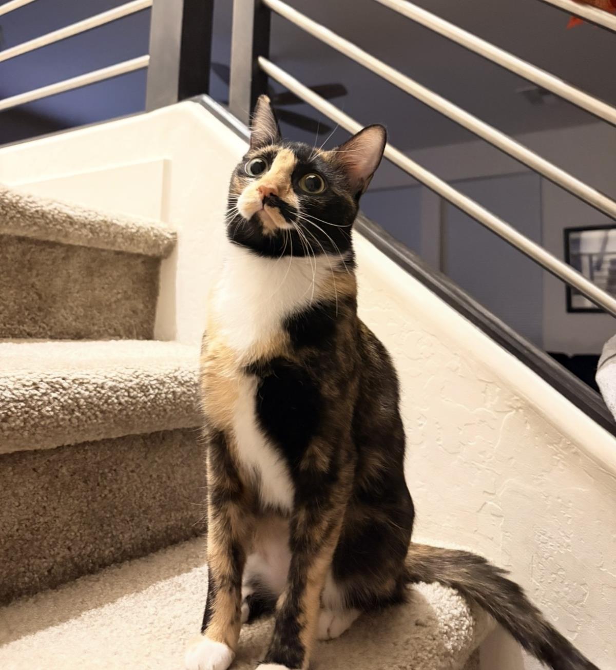 Photo of Solera Celeste
