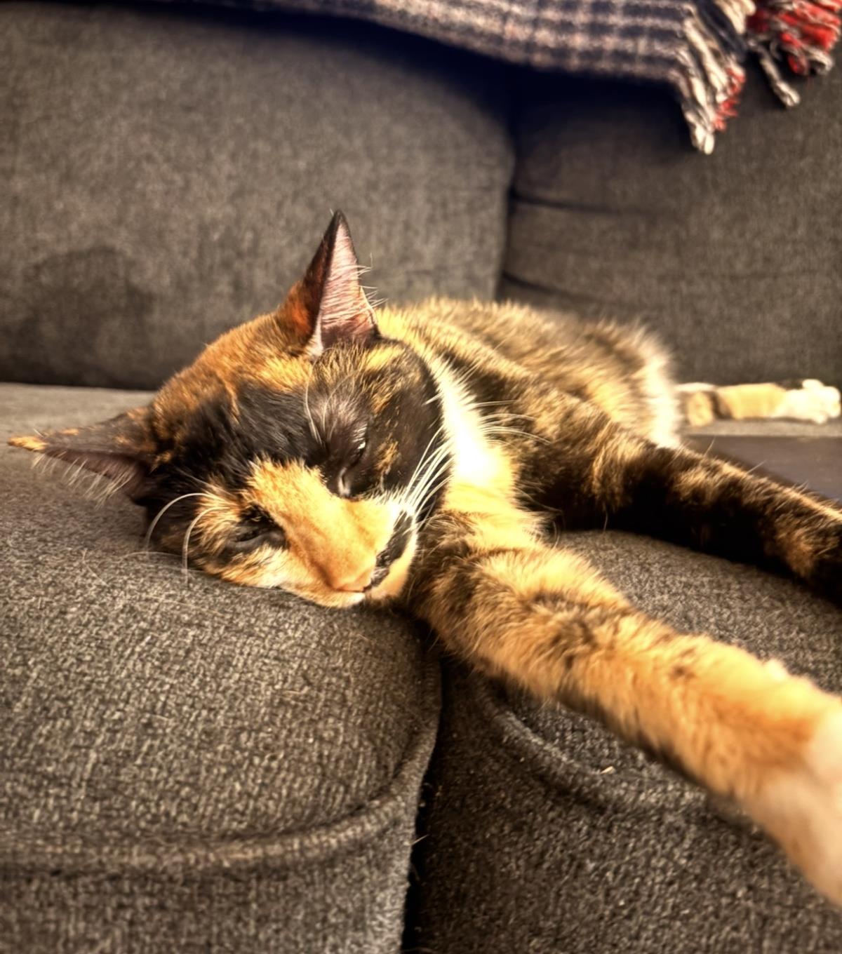 Photo of Solera Celeste