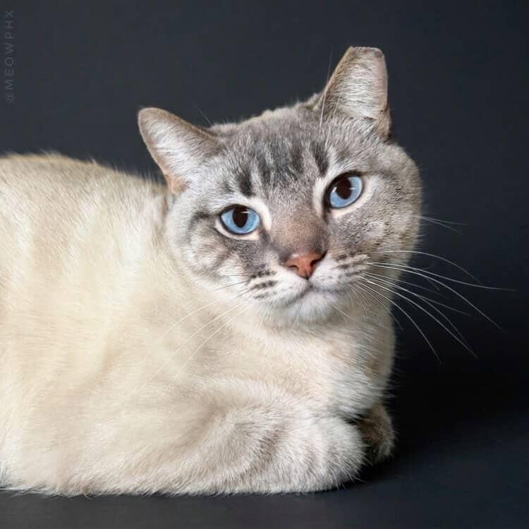 Photo of Elsa Hearthstone Bonded With Pebble Stone