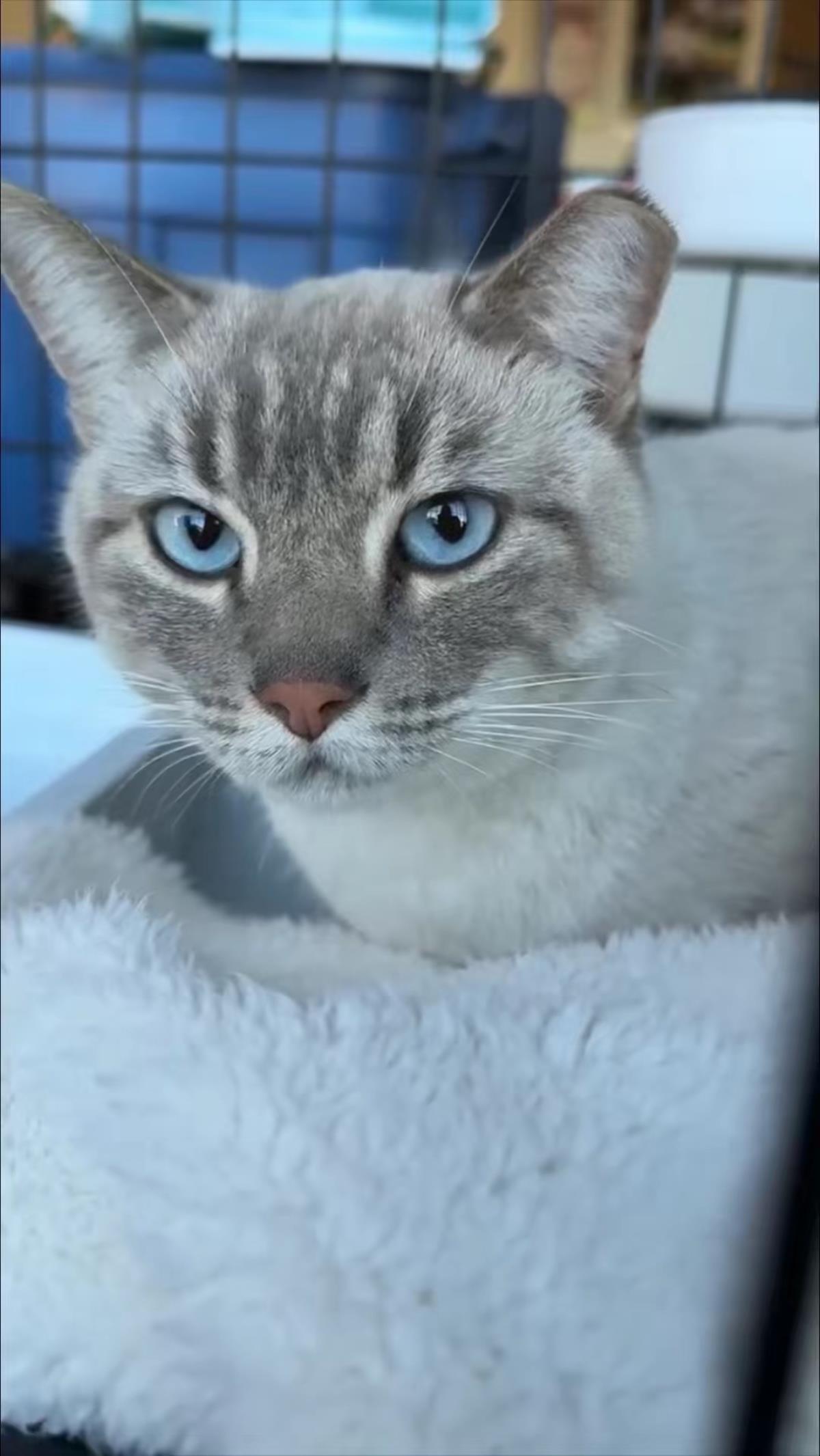 Photo of Elsa Hearthstone Bonded With Pebble Stone