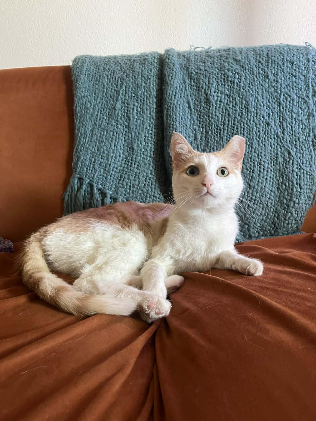 Photo of Almond Brown