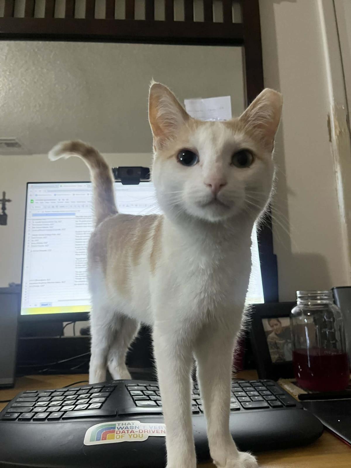 Photo of Almond Brown