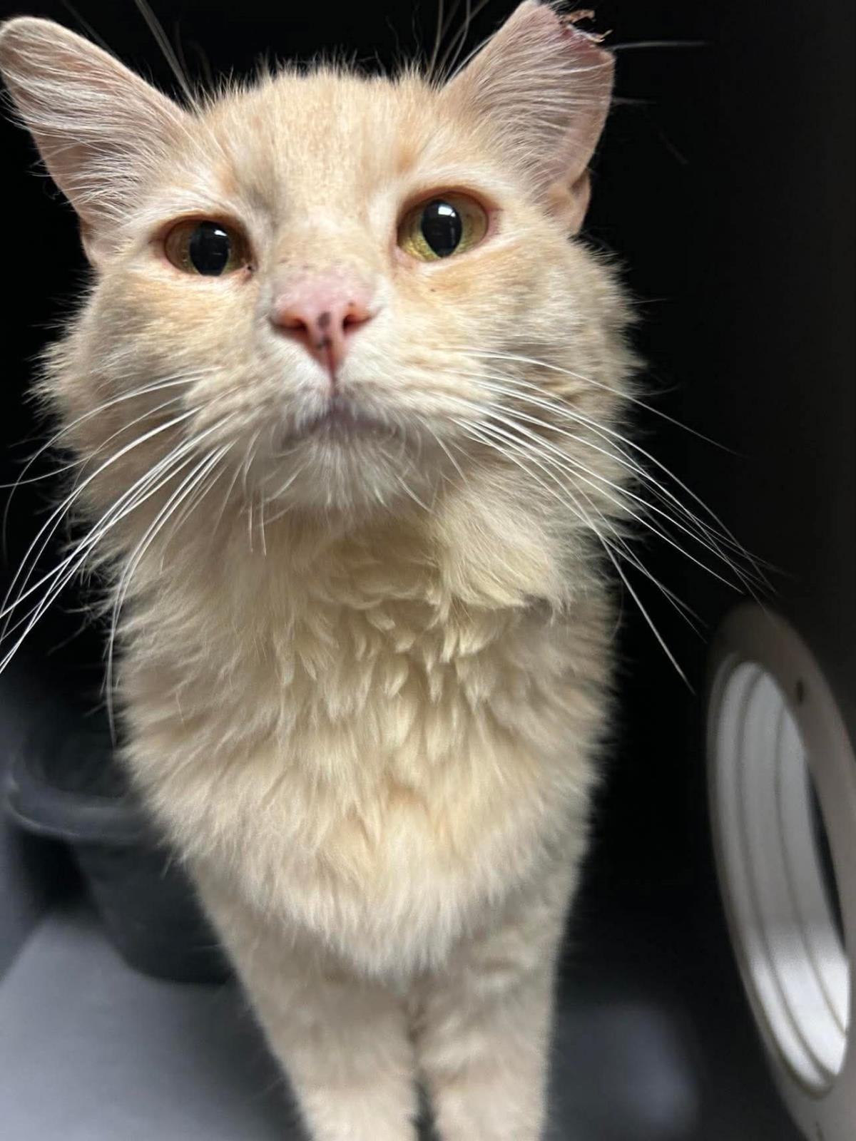 Photo of Custard Gingie