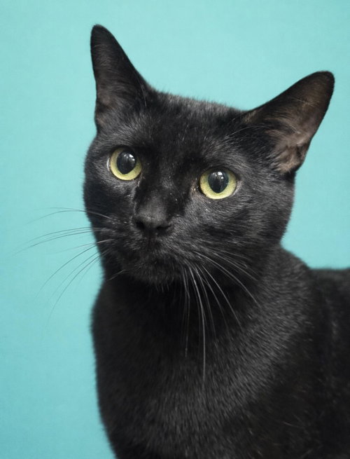 Kenji Doofenshmirtz, Young Domestic Short Hair / Mixed, cat for adoption in Apache Junction, Arizona