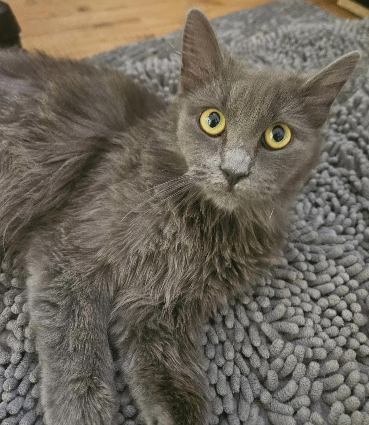 Photo of Madame Blue