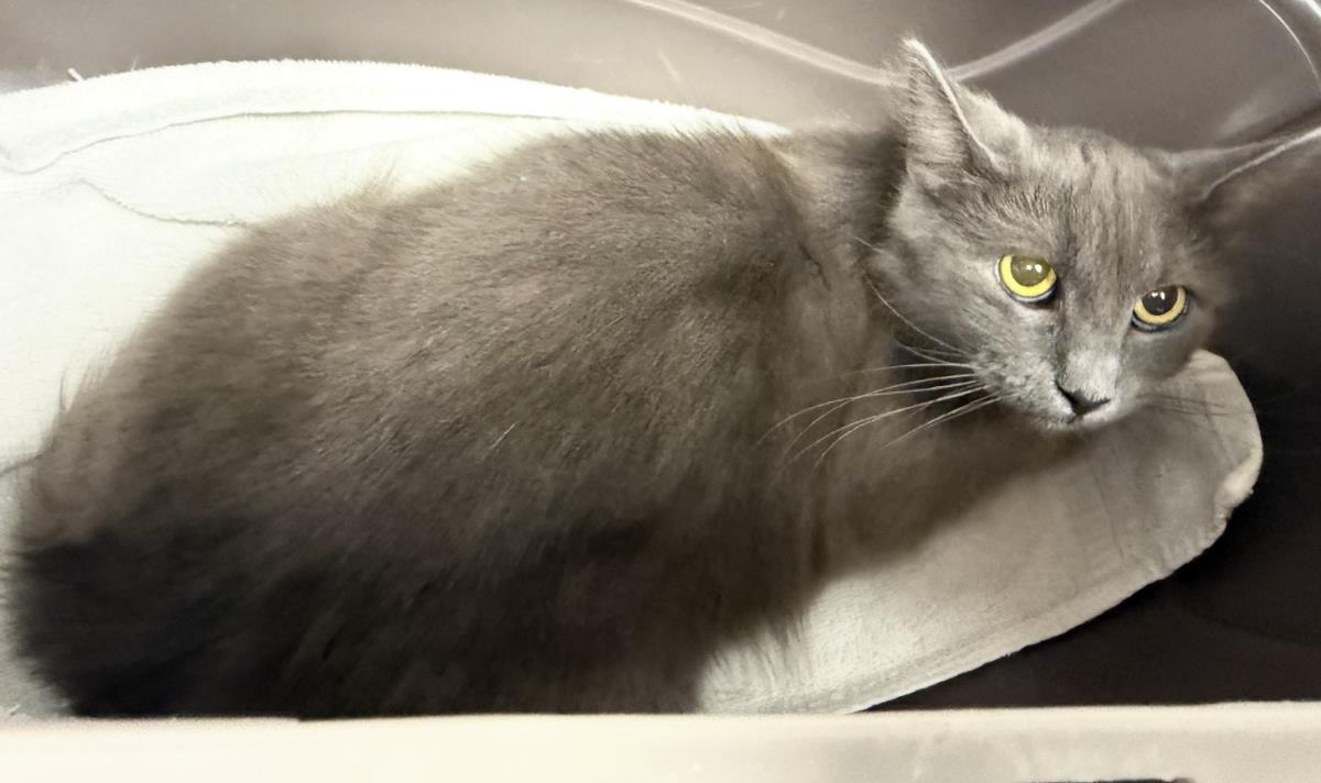 Photo of Madame Blue