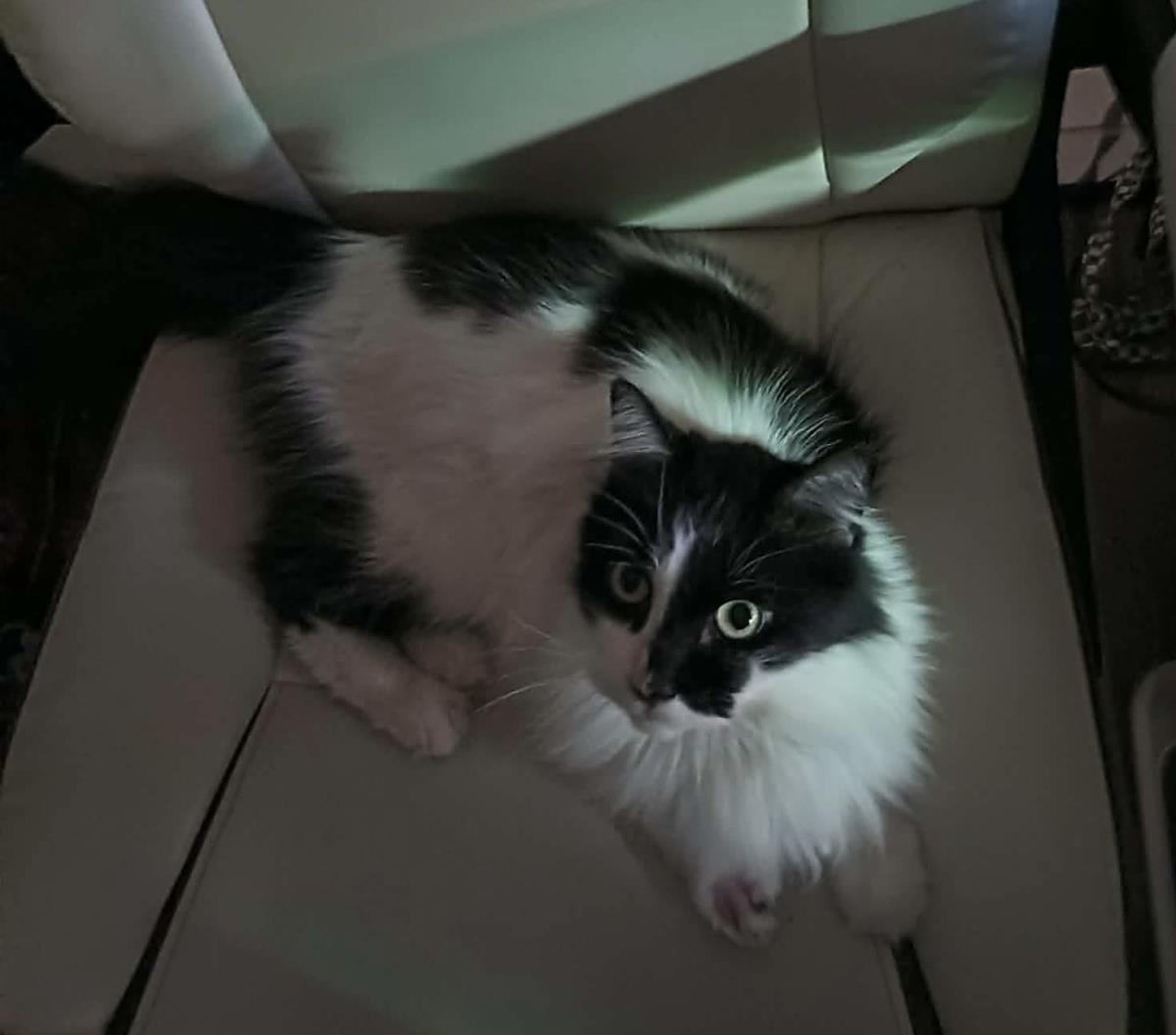 Photo of Arwen Longtail