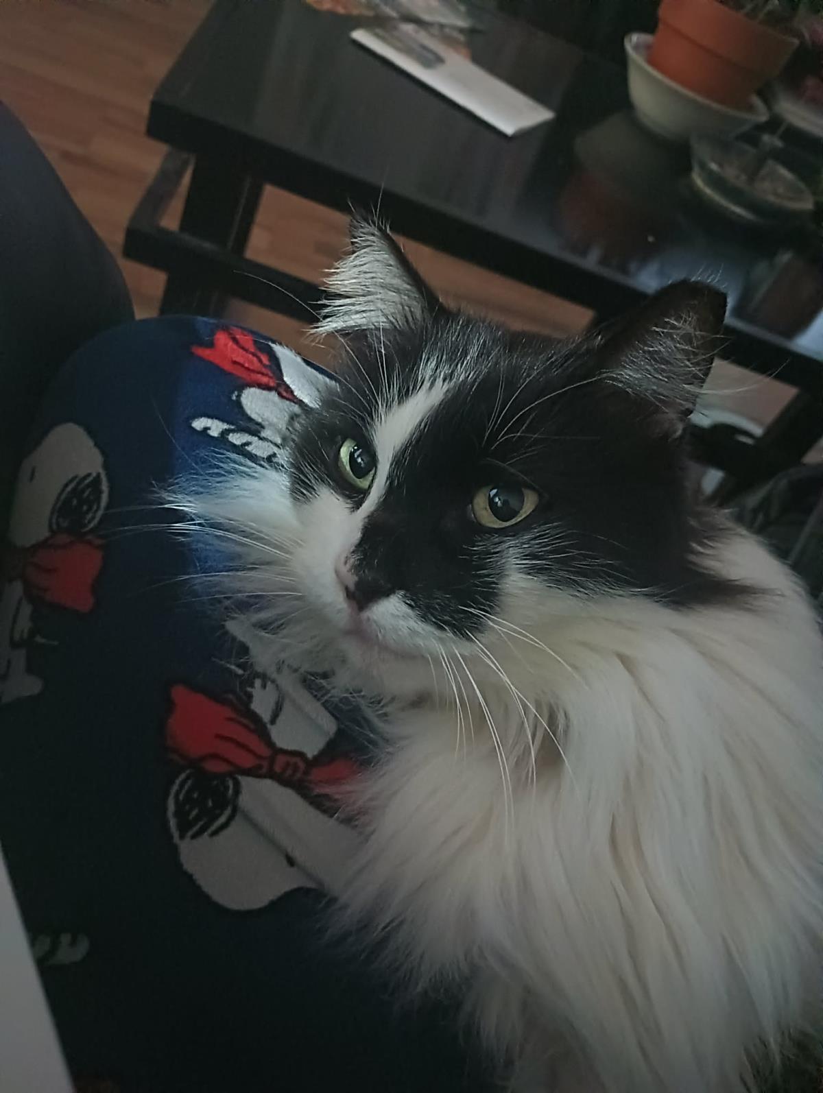 Photo of Arwen Longtail