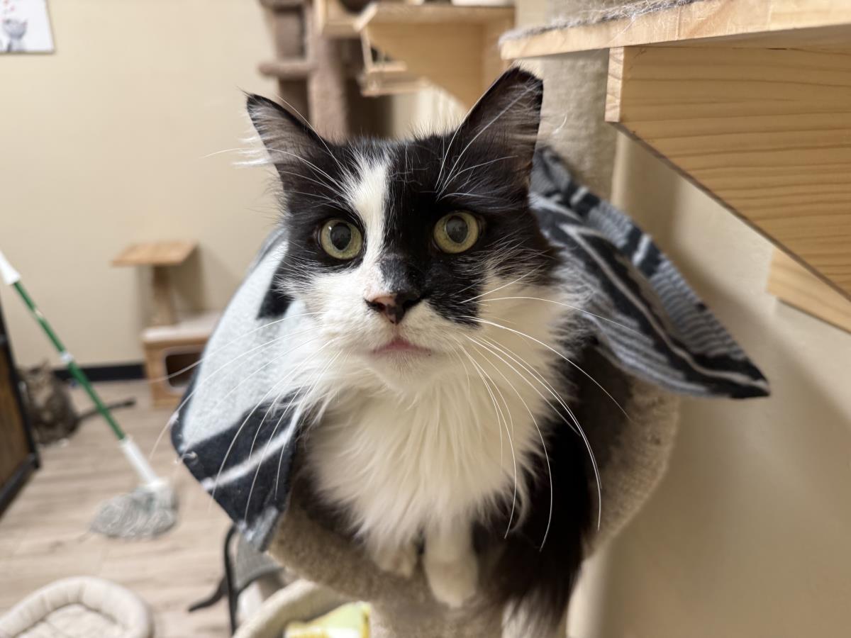 Photo of Arwen Longtail