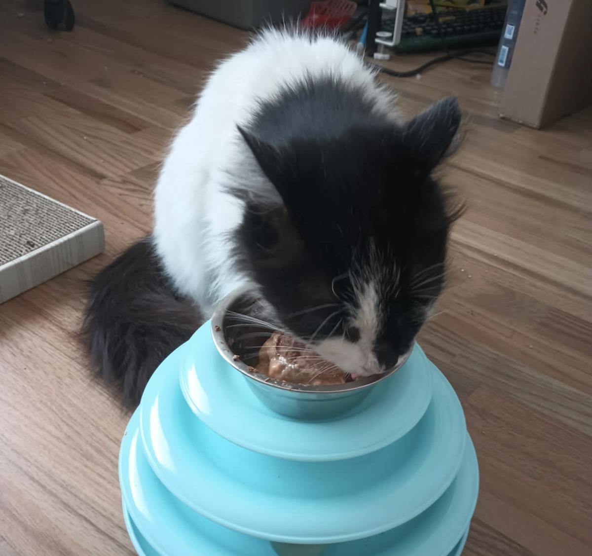 Photo of Arwen Longtail