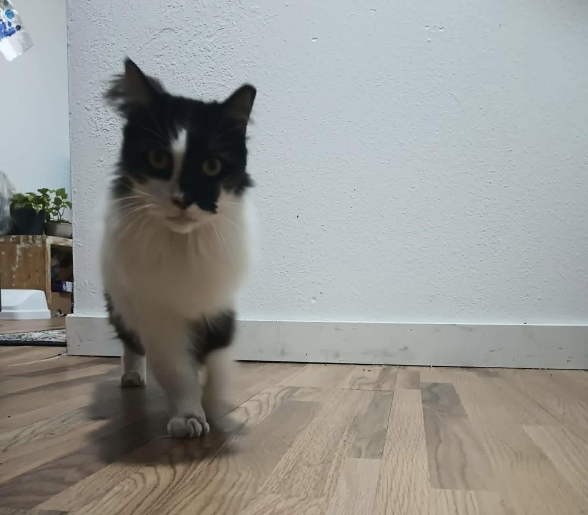 Photo of Arwen Longtail