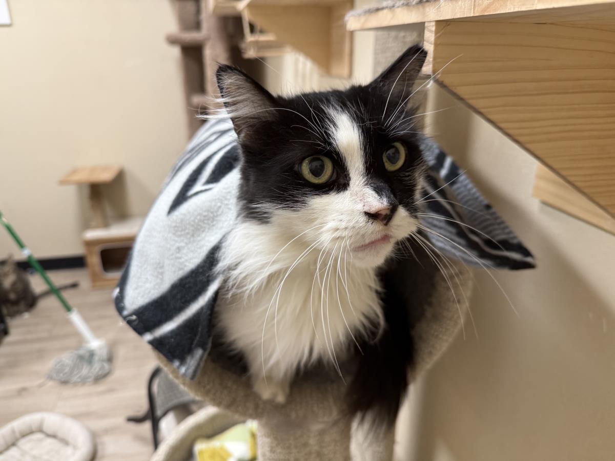 Photo of Arwen Longtail