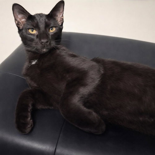 Rascal Rascalton, Young Domestic Short Hair / Mixed, cat for adoption in Apache Junction, Arizona