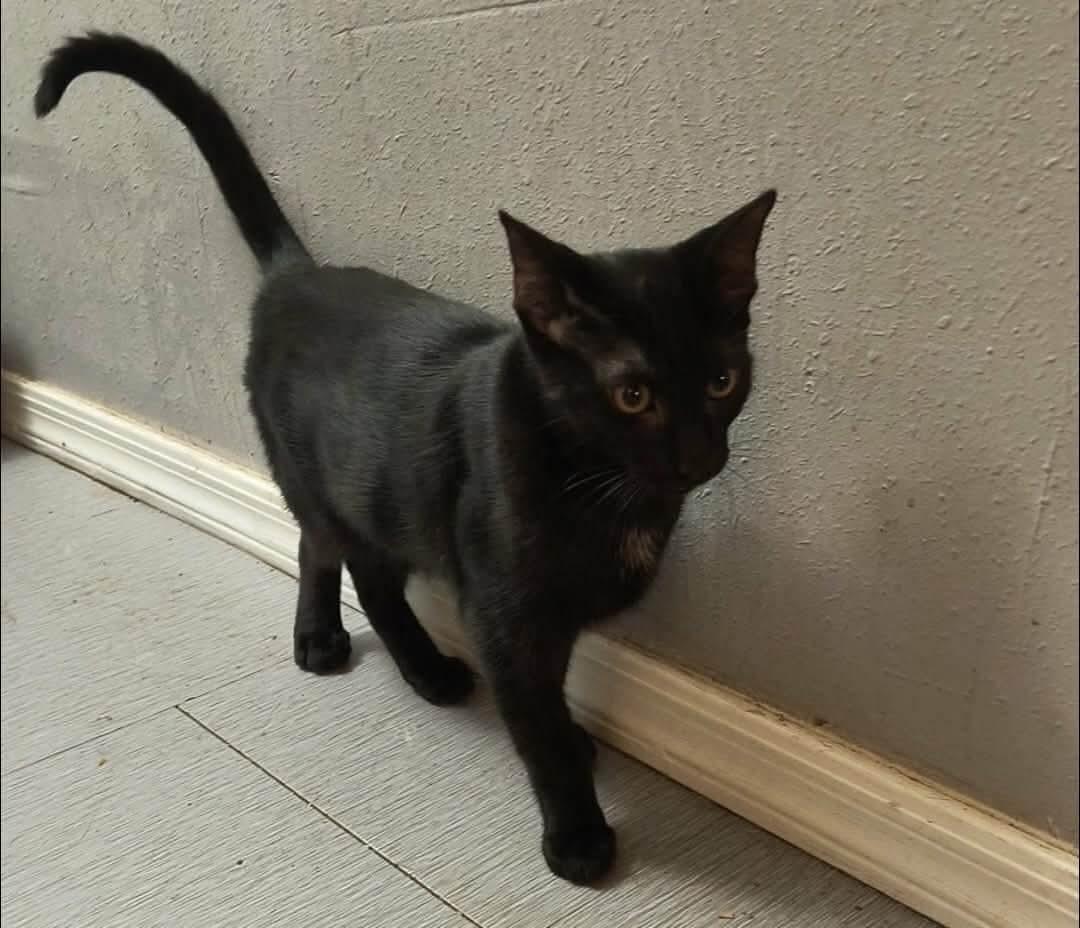 Photo of Rascal Rascalton
