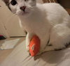Georgia Puffin - Photo 2