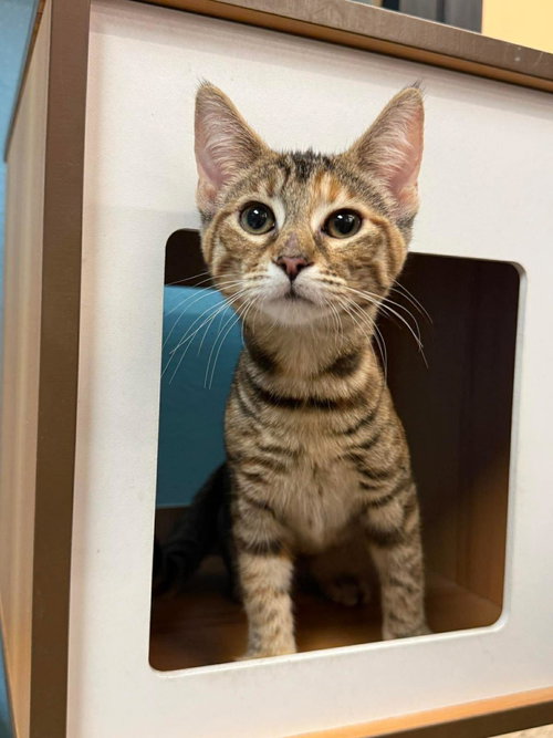 GINNY PUFFIN - Domestic Short Hair / Torbie for adoption in Phoenix
