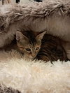 Ginny Puffin - Photo 3