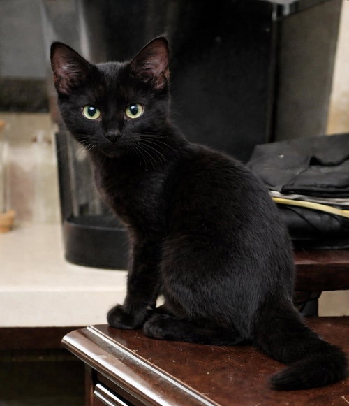 LICORICE PUFFIN - Domestic Short Hair for adoption in Phoenix