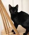 Licorice Puffin - Photo 2