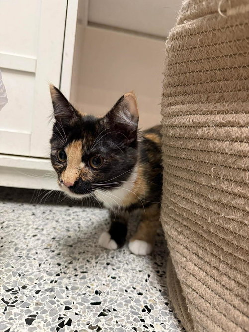 CALI PUFFIN - Domestic Medium Hair / Calico for adoption in Phoenix