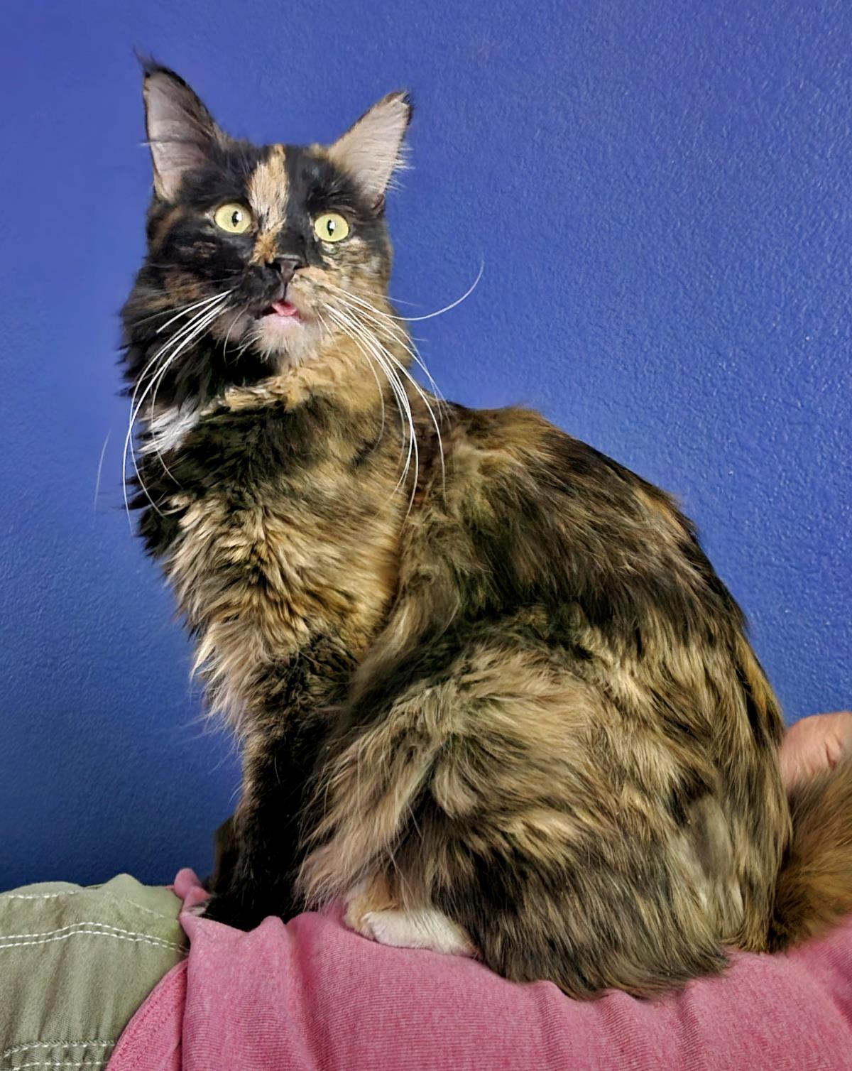 Photo of Pumpkin Jewel