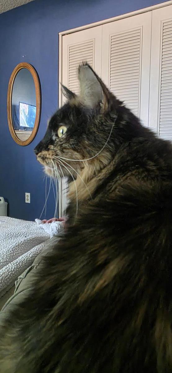 Photo of Pumpkin Jewel