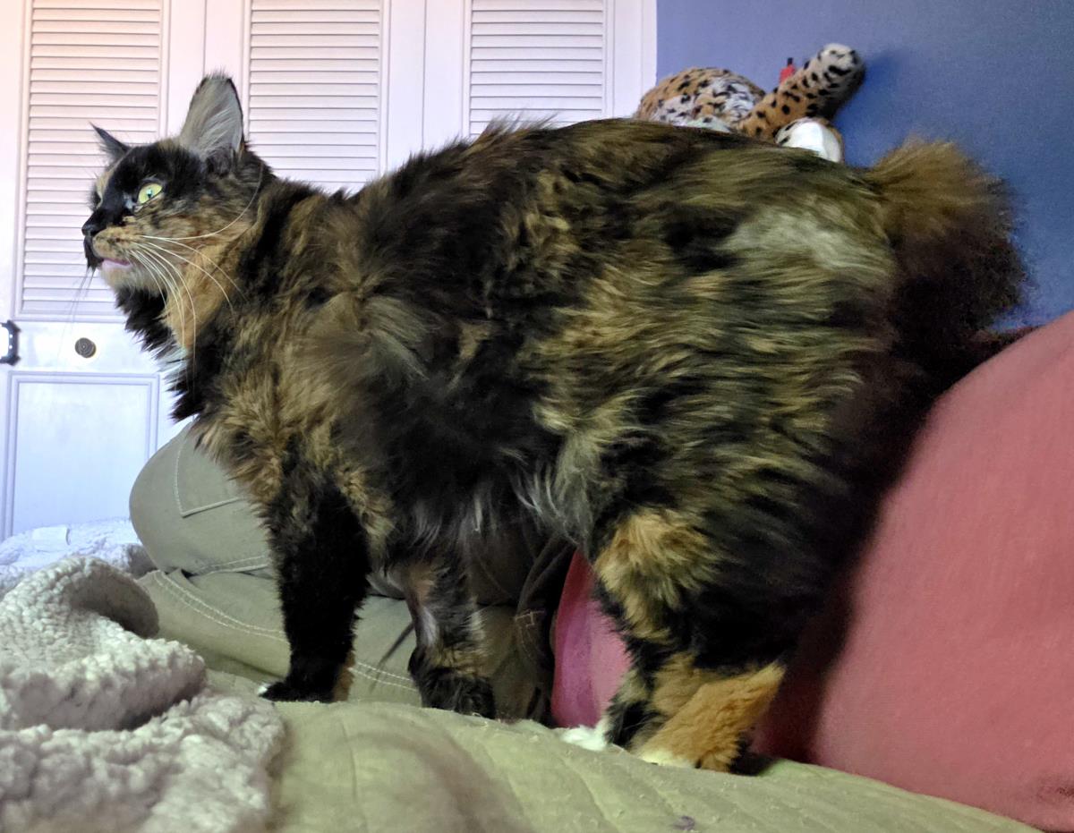 Photo of Pumpkin Jewel