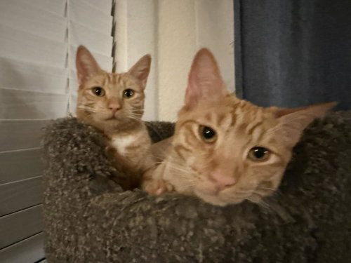 Sunny Boyle Bonded To Lucy Boyle, Young Domestic Short Hair / Tabby / Mixed, cat for adoption in Apache Junction, Arizona