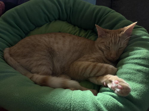 Lucy Boyle Bonded To Sunny Boyle, Young Domestic Short Hair / Tabby / Mixed, cat for adoption in Apache Junction, Arizona