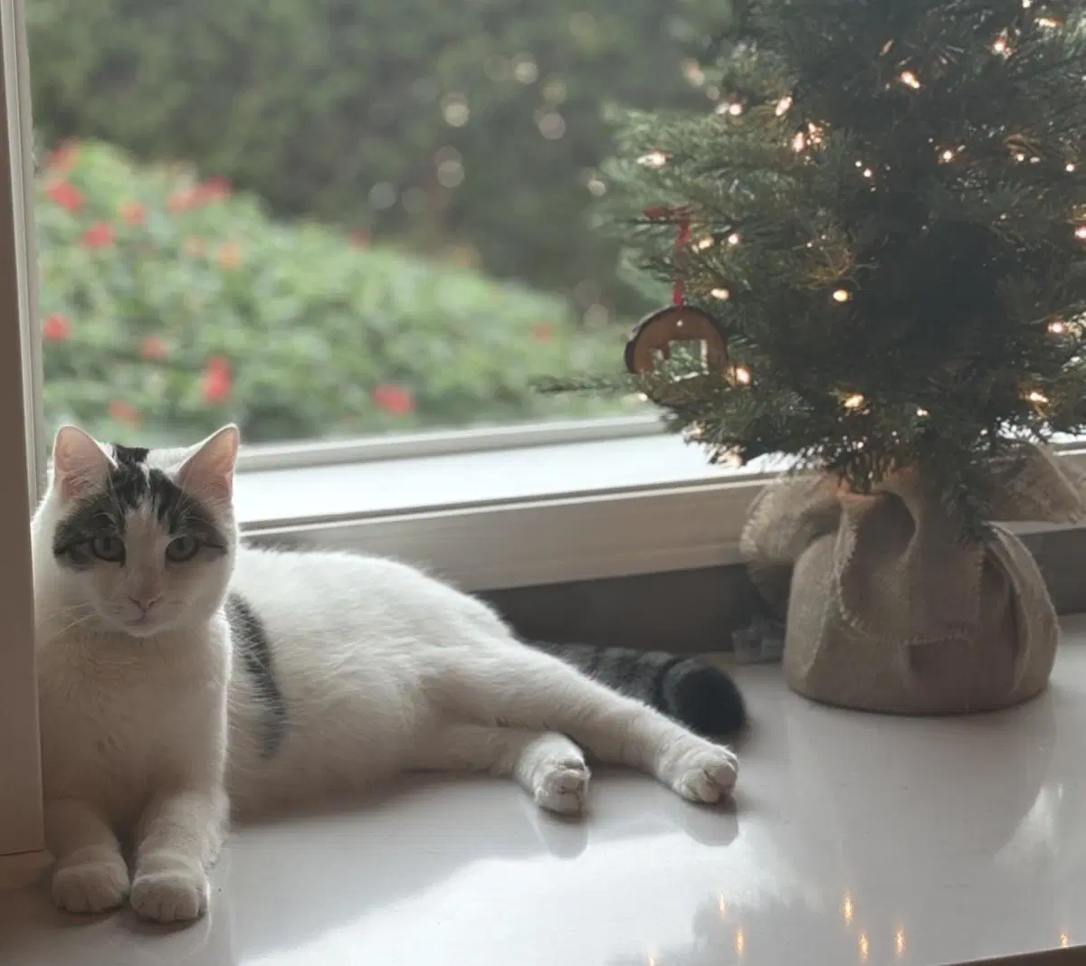 Quinn Meow - Domestic Short Hair