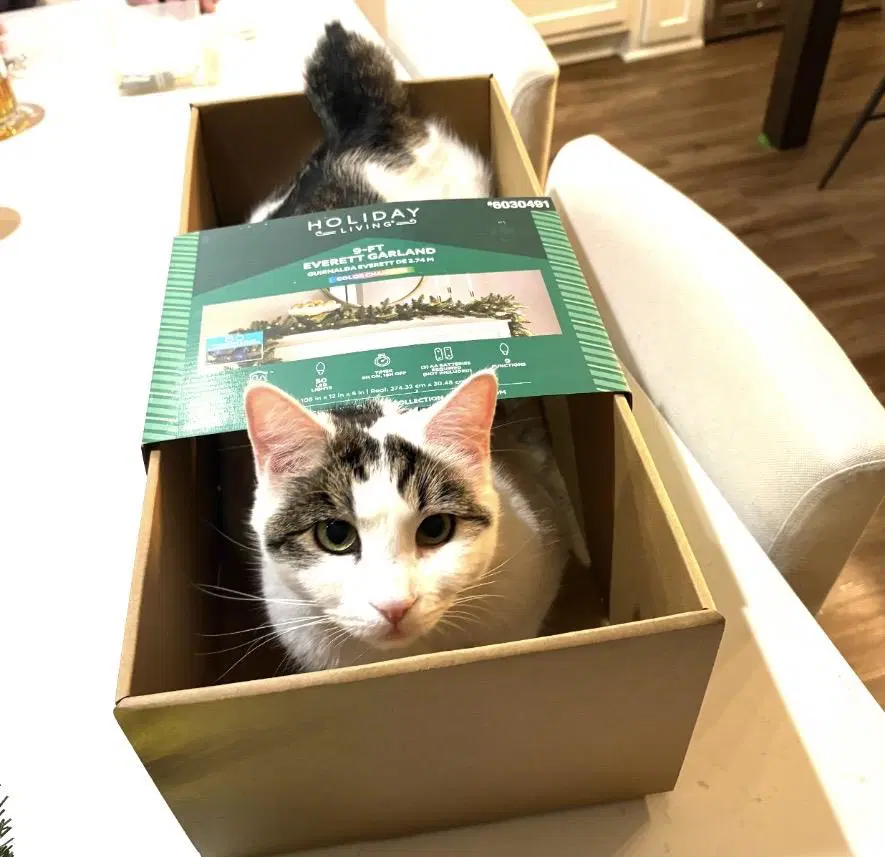 Quinn Meow image 2