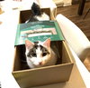 Quinn Meow - Photo 2