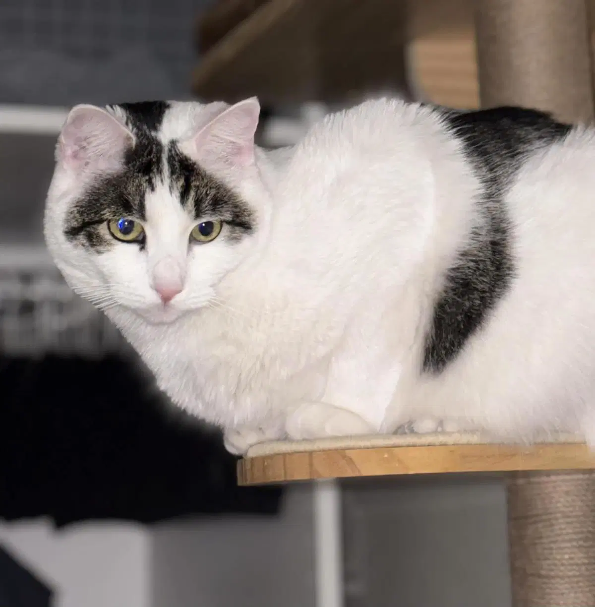 Quinn Meow image 3