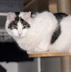 Quinn Meow - Photo 3