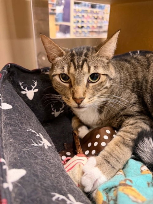 Baloo Jungle, an adoptable Domestic Short Hair in Chandler, AZ