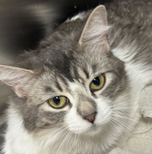 Tater Tot Daniels, an adoptable Domestic Medium Hair in Chandler, AZ