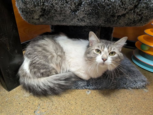 Tater Tot Daniels, an adoptable Domestic Medium Hair in Chandler, AZ