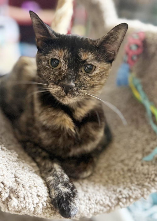 Milan Bates, Adult Tortoiseshell / Domestic Short Hair / Mixed, cat for adoption in Buckeye, Arizona