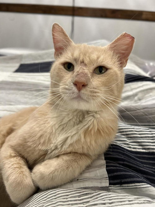 Heathcliff Almanza, Adult Domestic Short Hair / Tabby / Mixed, cat for adoption in Buckeye, Arizona