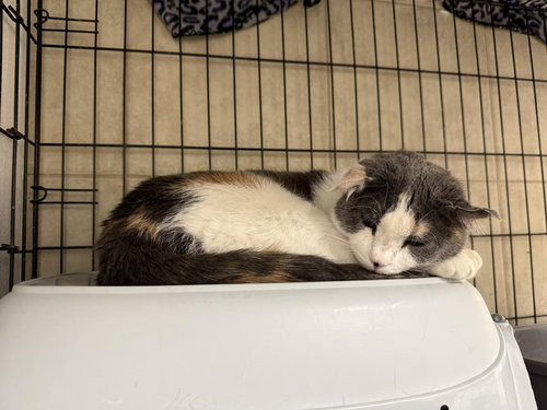 Skye Apache, an adoptable Domestic Short Hair in Chandler, AZ