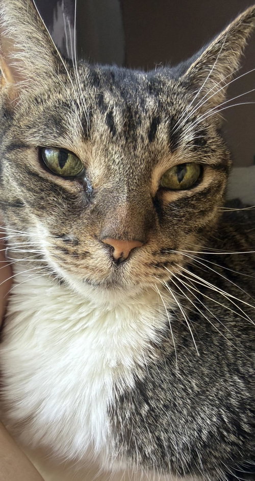 Abbie Spitell, an adoptable Domestic Short Hair in Chandler, AZ
