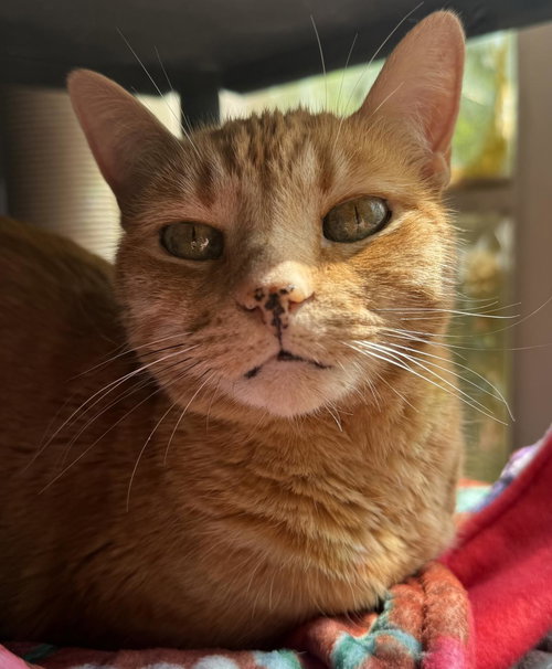 Maggie Spitell, an adoptable Domestic Short Hair in Chandler, AZ