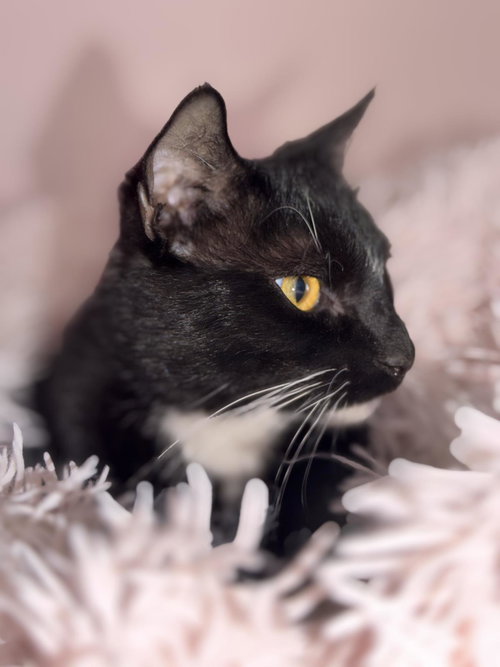 Fiyero Wizard, an adoptable Domestic Medium Hair in Chandler, AZ